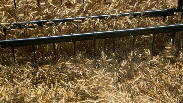 GRANOS-El trigo en Chicago se estabiliza tras alzas y a la espera de datos de EEUU