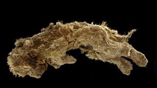 علماء: شبل أسد الكهوف الذي عثر عليه في سيبيريا عاش قبل 28 ألف عام