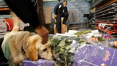 Ecuador se incauta de más de 9 toneladas de cocaína con destino a México y EEUU