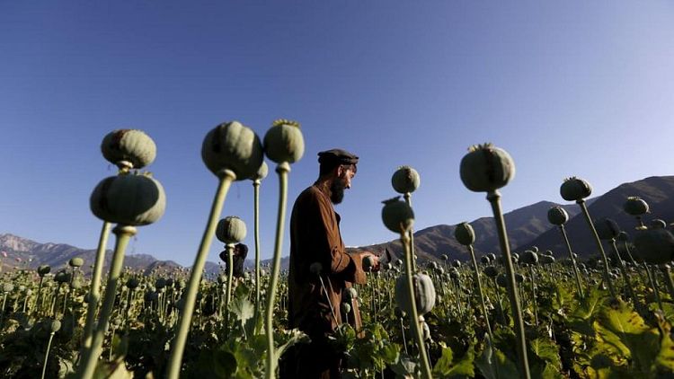 Ganancias y opio: el comercio ilegal de drogas en Afganistán es una ventaja para los talibanes