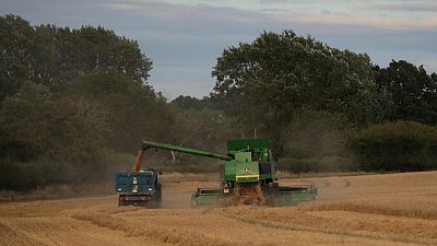 England wheat area rises by 28% on last year -ministry