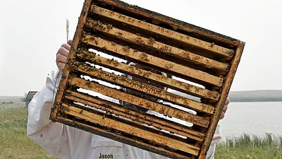 Stung by climate change: drought-weakened bee colonies shrink U.S. honey crop, threaten almonds