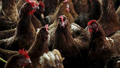 Ivory coast confirms H5N1 avian flu outbreak