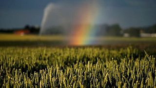 Cosecha de trigo blando de Francia alcanza 96% al 23 de agosto