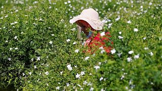 Chanel compra más campos de jazmín para salvaguardar el famoso Nº 5 Chanel compra más campos de jazmín para salvaguardar el famoso Nº 5