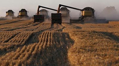 Sovecon recorta pronóstico para la cosecha de trigo de Rusia 2021