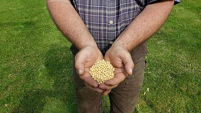 GRANOS-La soja baja por lluvias en el Medio Oeste que impulsan la cosecha de EEUU