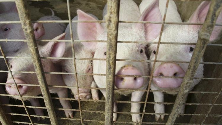 China comprará más carne de cerdo como reserva para mantener los precios