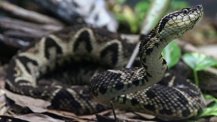 Brazilian viper venom may become tool in fight against coronavirus, study shows