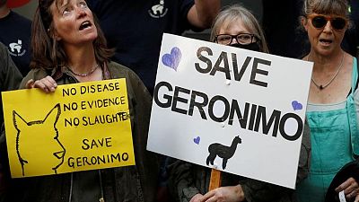 Geronimo the alpaca euthanised in Britain despite public outcry Geronimo the alpaca euthanised in Britain despite public outcry