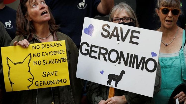 Geronimo the alpaca euthanised in Britain despite public outcry