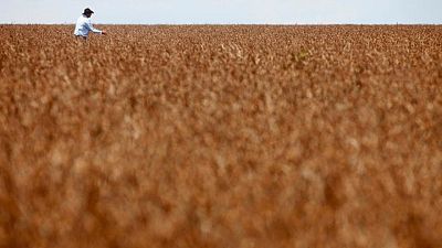 Productores de soja de Brasil se guardan cosechas a la espera de mejores precios