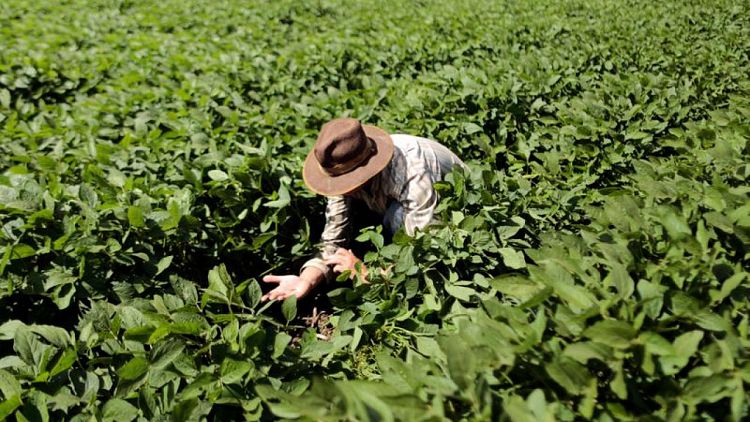Importaciones chinas de soja brasileña se hunden 18% interanual por floja demanda