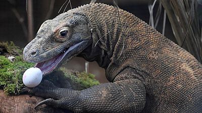 Atún se recupera, pero aumento del nivel del mar pone en peligro al dragón de Komodo: reporte Atún se recupera, pero aumento del nivel del mar pone en peligro al dragón de Komodo: reporte