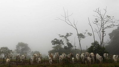 Beef giant Brazil halts China exports after confirming two mad cow disease cases Beef giant Brazil halts China exports after confirming two mad cow disease cases