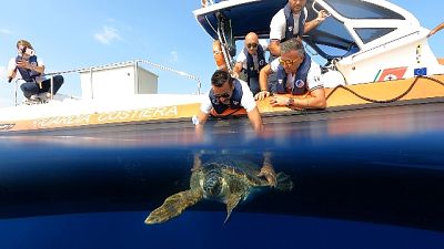 69 giorni a Acquario Genova per plastica in intestino, polmonite 69 giorni a Acquario Genova per plastica in intestino, polmonite