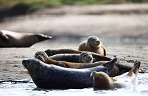 River Thames: Britain's famous seal population has dipped in numbers