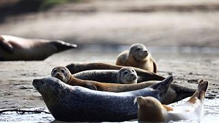 River Thames: Britain's famous seal population has dipped in numbers