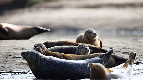 River Thames: Britain's famous seal population has dipped in numbers