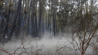 مسؤول: حريق غابات ضخم بشمال غرب إسبانيا أُشعل عمدا