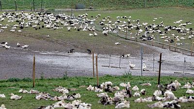 Francia sufre un brote de gripe aviar mientras el virus se extiende de nuevo por Europa