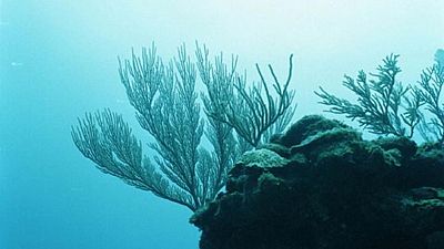 Exclusive-Vontobel and Candriam back Belize's barrier reef 'superbond' buyback Exclusive-Vontobel and Candriam back Belize's barrier reef 'superbond' buyback