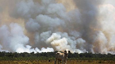 Deforestation in Brazil's Amazon falls for second month, remains high Deforestation in Brazil's Amazon falls for second month, remains high