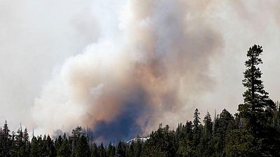 Un bosque de secuoyas gigantes de California, amenazado por los incendios