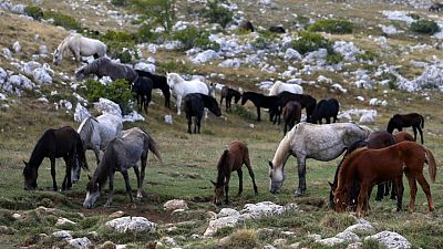 Bosnia's wild horses: Promising tourist attraction, or farmers' pest?