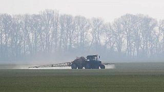 Condiciones favorecen siembra de granos de invierno en Ucrania, dicen meteorólogos