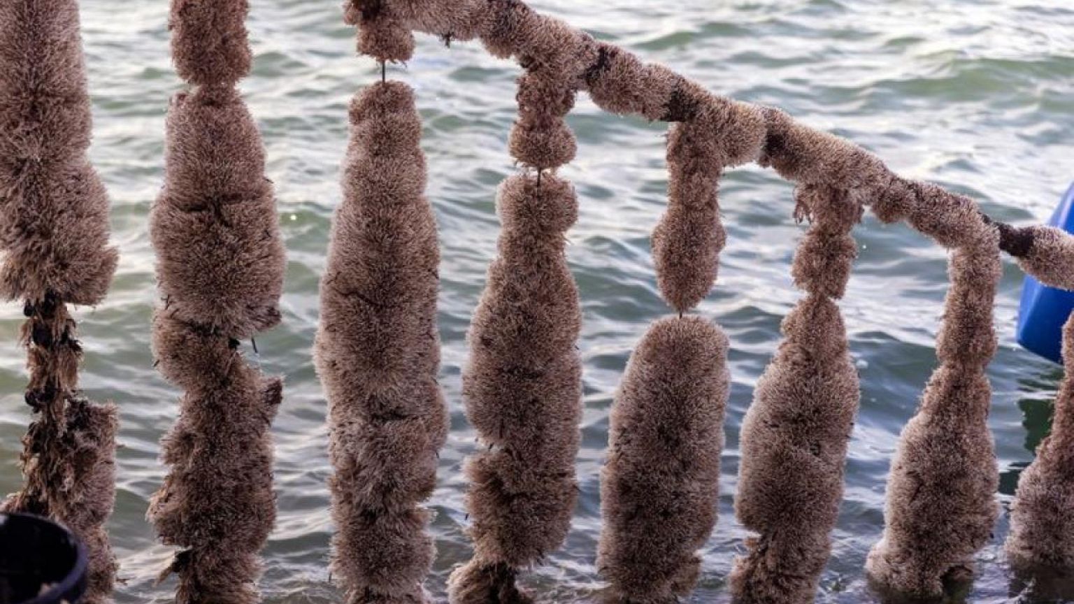 Extreme heat ravages Greece's mussel harvest