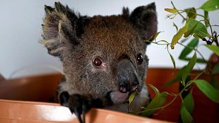 أستراليا تفقد ثلث حيوانات الكوالا خلال 3 سنوات بسبب الجفاف وحرائق الغابات