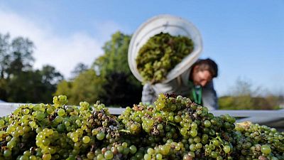 Candles save France's grand cru Chablis from frost ravages