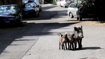 Jabalíes invaden la carrera electoral por la alcaldía de Roma Jabalíes invaden la carrera electoral por la alcaldía de Roma