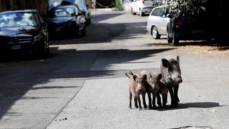 Wild boars invade Rome mayoral election race