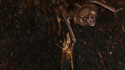 Good friends and fresh blood: the social life of a vampire bat