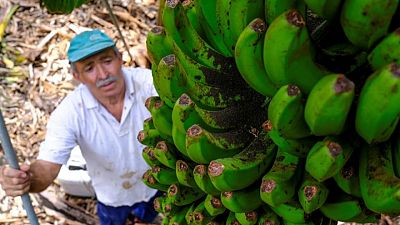 Los agricultores se desesperan mientras el volcán arrasa la cosecha de plátanos de La Palma