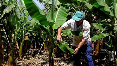 Farmers despair as volcano ravages La Palma's banana crop