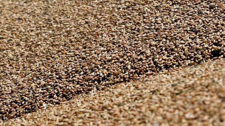 بيانات رسمية: فاتورة استيراد القمح في مصر تتراجع 9.5% في النصف/1