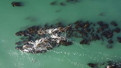 Drone images give hope for return of kelp on U.S. West coast