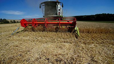 UE eleva la estimación de la cosecha de trigo 2021/22 y reduce la de maíz