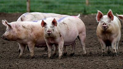 Salven nuestro tocino, exigen los ganaderos británicos ante amenaza de sacrificio masivo de cerdos