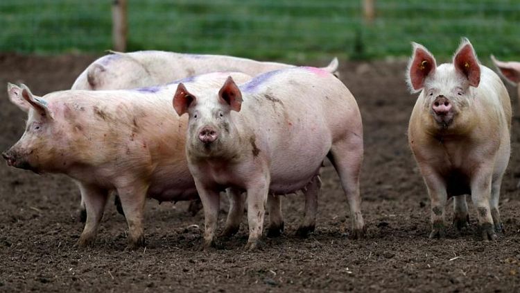 Save our pigs, British farmers demand as cull looms
