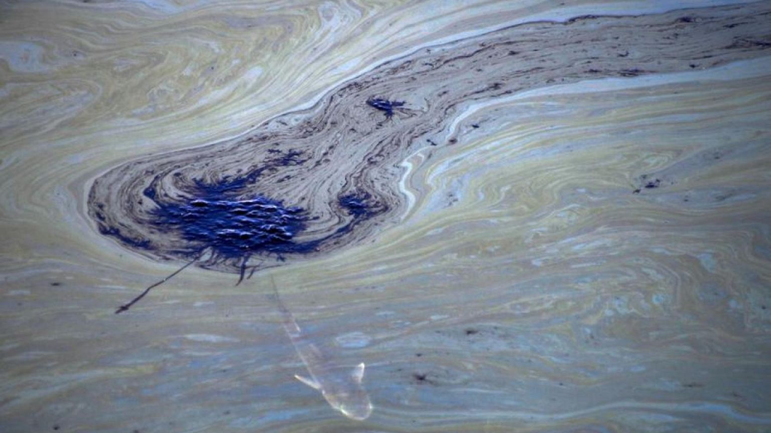Un "catastrófico" vertido de petróleo en California mata a peces y daña humedales