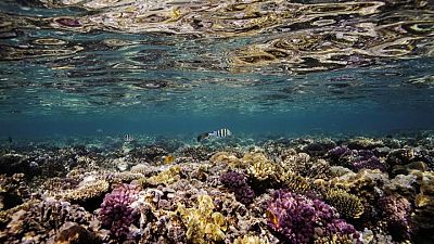 Cambio climático está matando arrecifes de coral mundiales mientras océanos se calientan: estudio