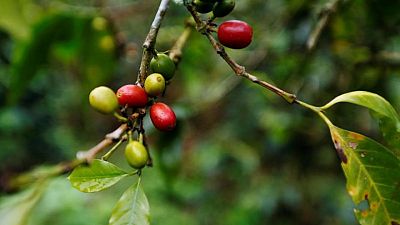 Producción de café de Colombia repunta por primera vez desde abril