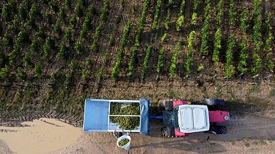 EU to extend support for wine, fruit and vegetable sectors EU to extend support for wine, fruit and vegetable sectors