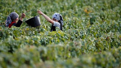 Sólidas ventas de champán alivian pesar por problemática cosecha