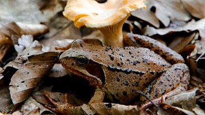Tres décadas después, los hongos alemanes siguen mostrando la huella de Chernóbil