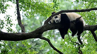 China vows to include biodiversity in economic plans as UN talks begin China vows to include biodiversity in economic plans as UN talks begin